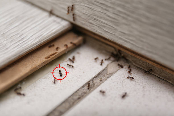 Best Pest Removal Services  in Cutten, CA