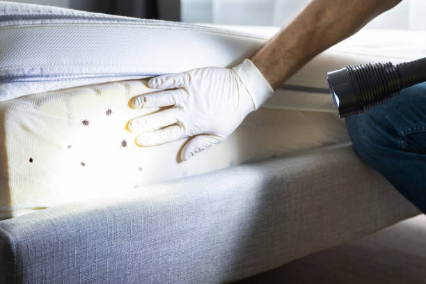 Reliable Cutten, CA Pest Control Solutions