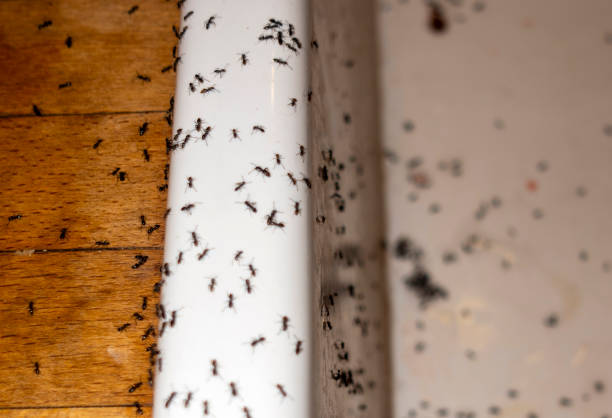 Best Cockroach Control Services  in Cutten, CA